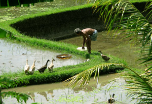 rice-farmer-w-ducks